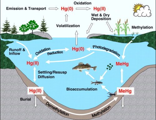 Modeling mercury cycling and bioaccumulation in lakes