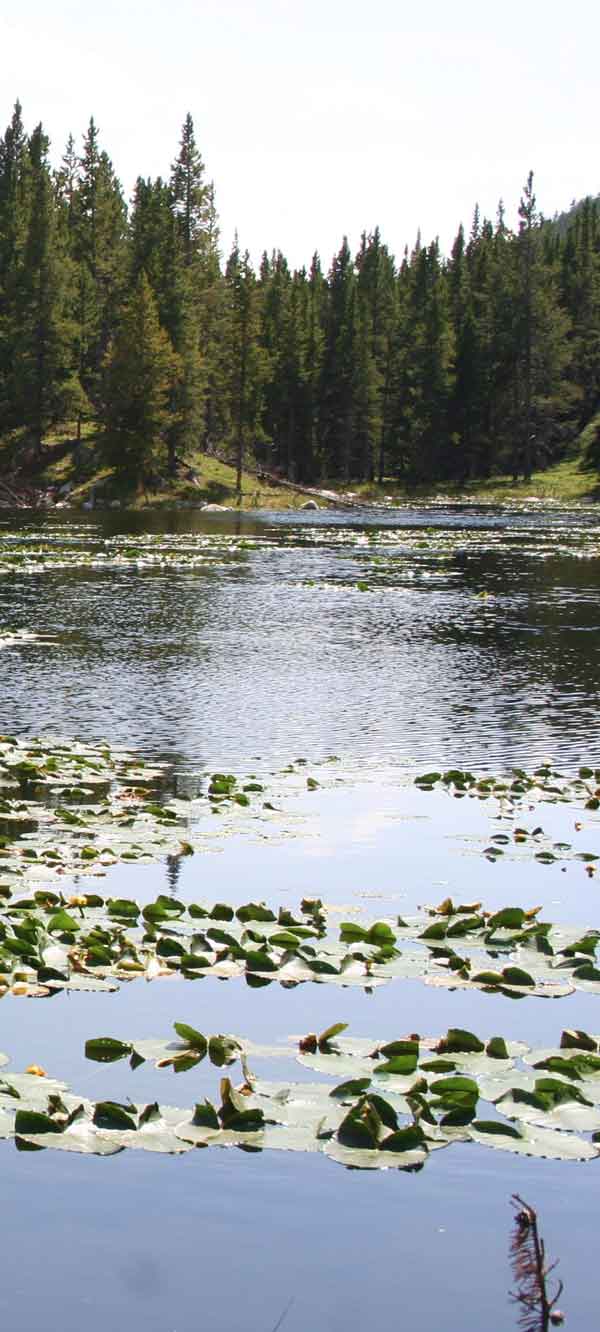 ecosystem_management