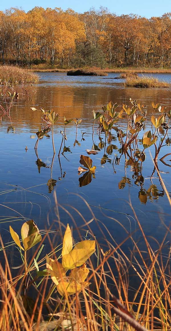 mercury-cycling_bioaccumulation