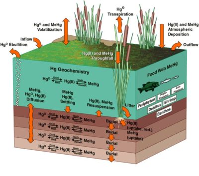 Everglades-MCM-model-graphic